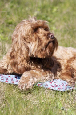 Rosewood Watermelon Print Rectangular Dog Cool Mat -Danish Design || Scruffs || Great&Small Sales 02505 ls