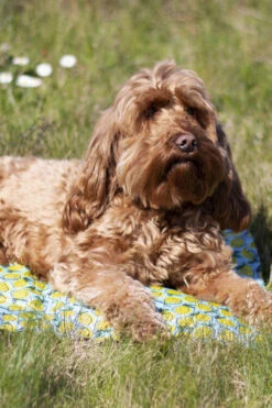 Rosewood Lemon Print Rectangular Dog Cool Mat 10 Rosewood Lemon Print Rectangular Dog Cool Mat -Danish Design || Scruffs || Great&Small Sales 02506 ls