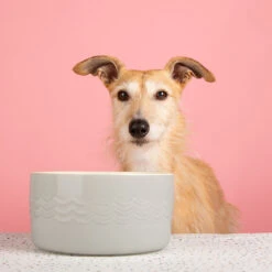 Scruffs® Icon Dog Water Bowl Light Grey -Danish Design || Scruffs || Great&Small Sales 823120 3