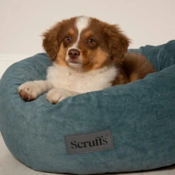 Scruffs® Oslo Ring Dog Bed - Lake Teal -Danish Design || Scruffs || Great&Small Sales 8248993
