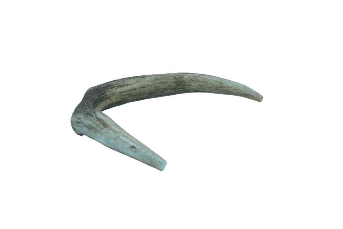 The Wild Antler Co. Full Wild Antler Dog Chew 7 The Wild Antler Co. Full Wild Antler Dog Chew - Image 5