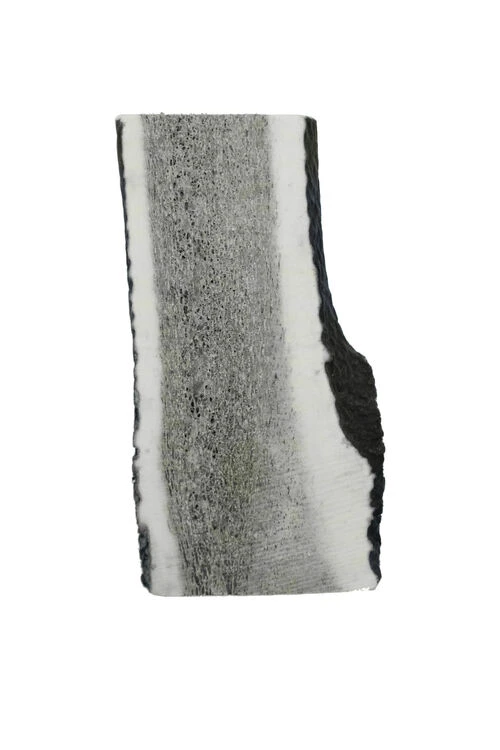 The Wild Antler Co. Half Wild Antler Dog Chew 5 The Wild Antler Co. Half Wild Antler Dog Chew - Image 3