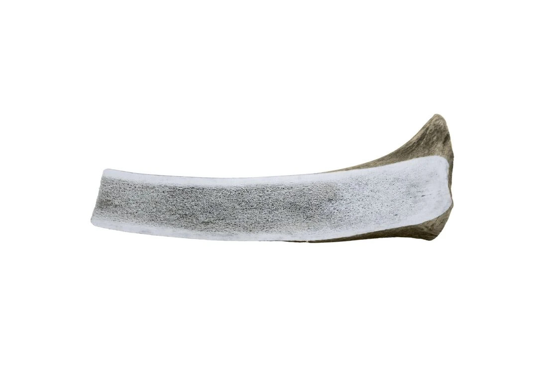 The Wild Antler Co. Half Wild Antler Dog Chew 4 The Wild Antler Co. Half Wild Antler Dog Chew - Image 2