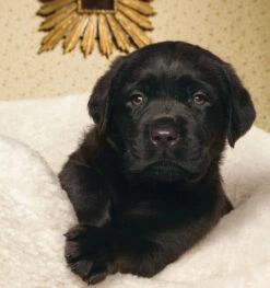 Danish Design Sherpa Fleece Cream My First Bed Puppy Dog Bed -Danish Design || Scruffs || Great&Small Sales Puppies main1