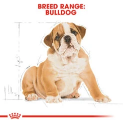 ROYAL CANIN® Bulldog Puppy Dry Food -Danish Design || Scruffs || Great&Small Sales jwejxqlfd0d6bntgv2g6