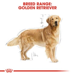 ROYAL CANIN® Golden Retriever Adult Dry Dog Food -Danish Design || Scruffs || Great&Small Sales lv4glt8twrowjnwaw2m9
