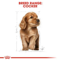 ROYAL CANIN® Cocker Puppy Dry Food -Danish Design || Scruffs || Great&Small Sales pd7xekocohldn3uanlsf