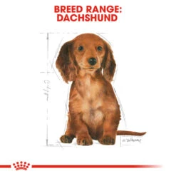 ROYAL CANIN® Dachshund Puppy Dry Food -Danish Design || Scruffs || Great&Small Sales qonwfvhuta4crtinyaq7