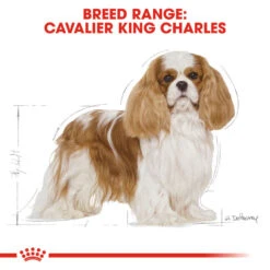 ROYAL CANIN® Cavalier King Charles Adult Dry Dog Food -Danish Design || Scruffs || Great&Small Sales wob48sb0yr4n27uqquxl